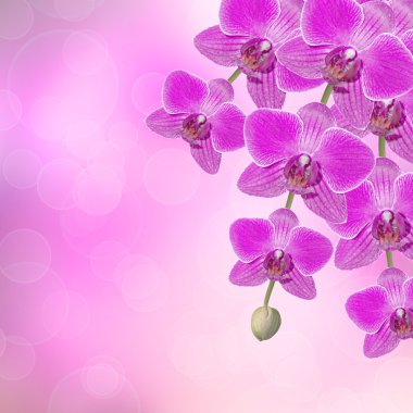 güzel pembe orkide Şubesi bir arka plan üzerinde bir şarküteri
