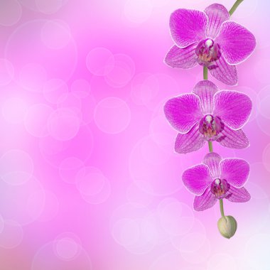 güzel pembe orkide Şubesi bir arka plan üzerinde bir şarküteri