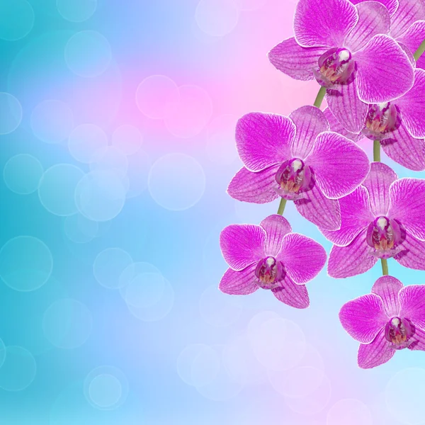 Schöner rosa Orchideenzweig auf abstraktem Hintergrund eines Feinkostgeschäfts — Stockfoto