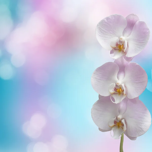 Hermosa rama de orquídea rosa sobre un fondo abstracto de una delicatessen —  Fotos de Stock