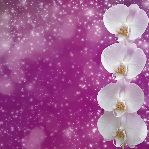 Bello ramo di orchidea rosa su uno sfondo astratto di una gastronomia — Foto Stock