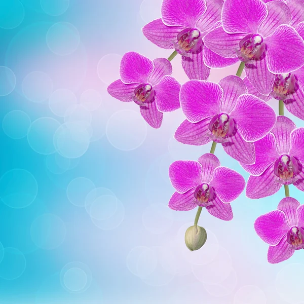 Hermosa rama de orquídea rosa sobre un fondo abstracto de una delicatessen — Foto de Stock