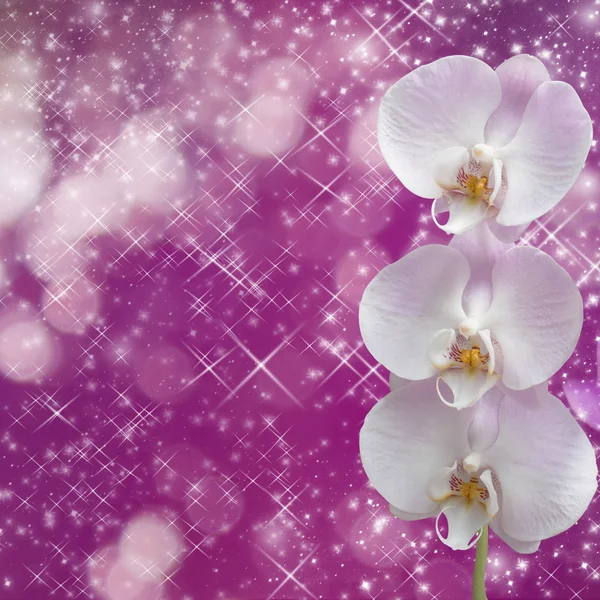 Beautiful pink orchid branch on an abstract background of a deli — Stock Photo, Image