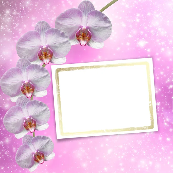 Schöner rosa Orchideenzweig auf abstraktem Hintergrund eines Feinkostgeschäfts — Stockfoto