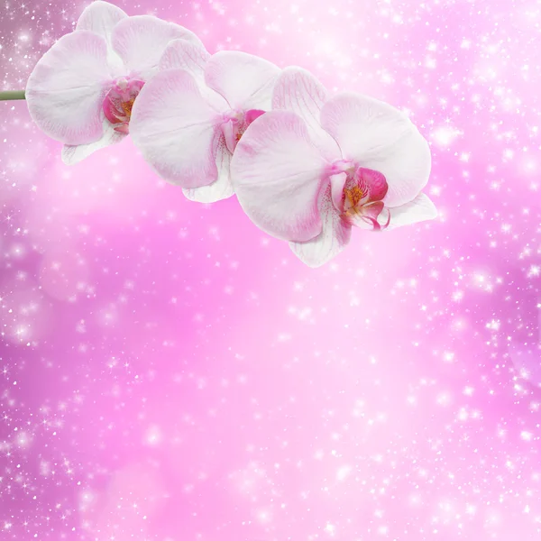 Beautiful pink orchid branch on an abstract background of a deli — Stock Photo, Image