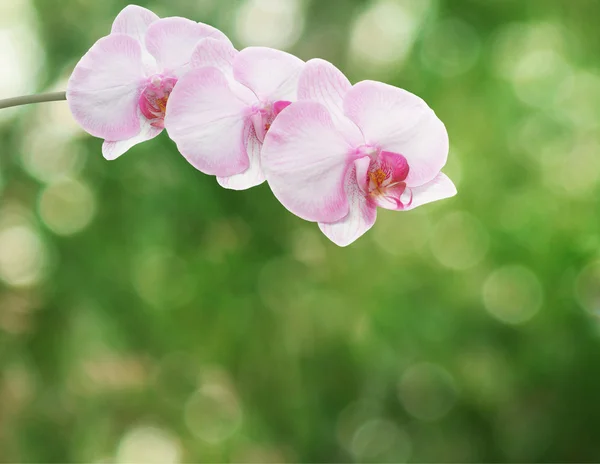 Hermosa rama de orquídea rosa sobre un fondo abstracto de una delicatessen —  Fotos de Stock