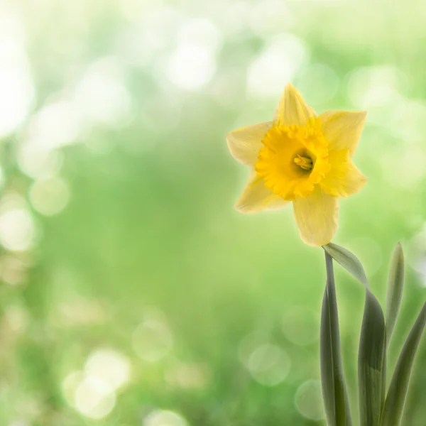 Greeting card with a bouquet of daffodils on the abstract backgr — Stock Photo, Image