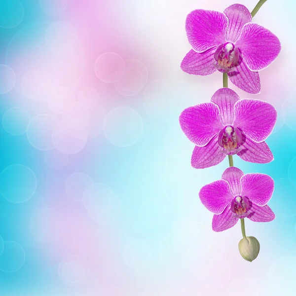 Schöner rosa Orchideenzweig auf abstraktem Hintergrund eines Feinkostgeschäfts — Stockfoto