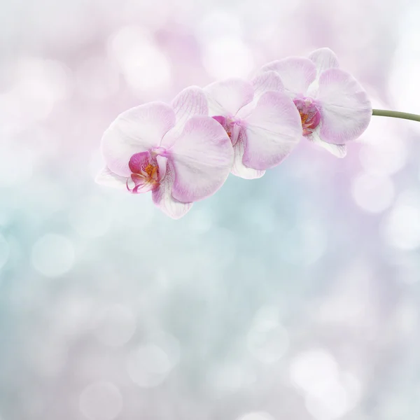 Hermosa rama de orquídea rosa sobre un fondo abstracto de una delicatessen —  Fotos de Stock