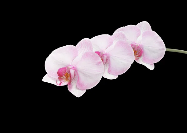 Beautiful pink orchid branch isolated on black background — Stock Photo, Image