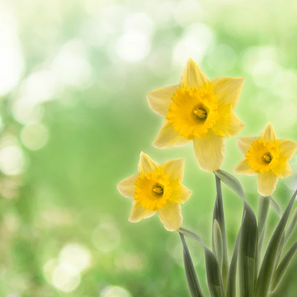 Greeting card with a bouquet of daffodils on the abstract backgr — Stock Photo, Image