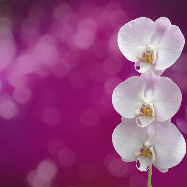 Hermosa rama de orquídea rosa sobre un fondo abstracto de una delicatessen —  Fotos de Stock