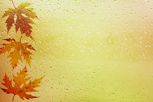 Feuilles d'automne séchées couchées sur le fond de la fenêtre pluvieuse — Photo