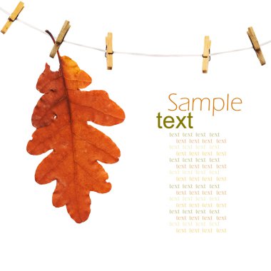 Oak branch hanging on clothesline isolated on white background