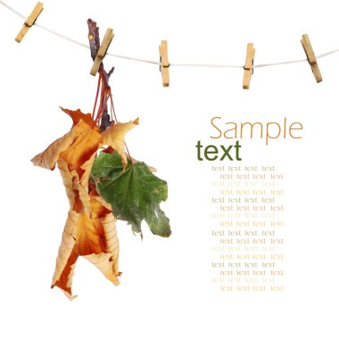 Beyaz arka plan üzerinde izole clothesline üzerinde asılı akçaağaç Şubesi