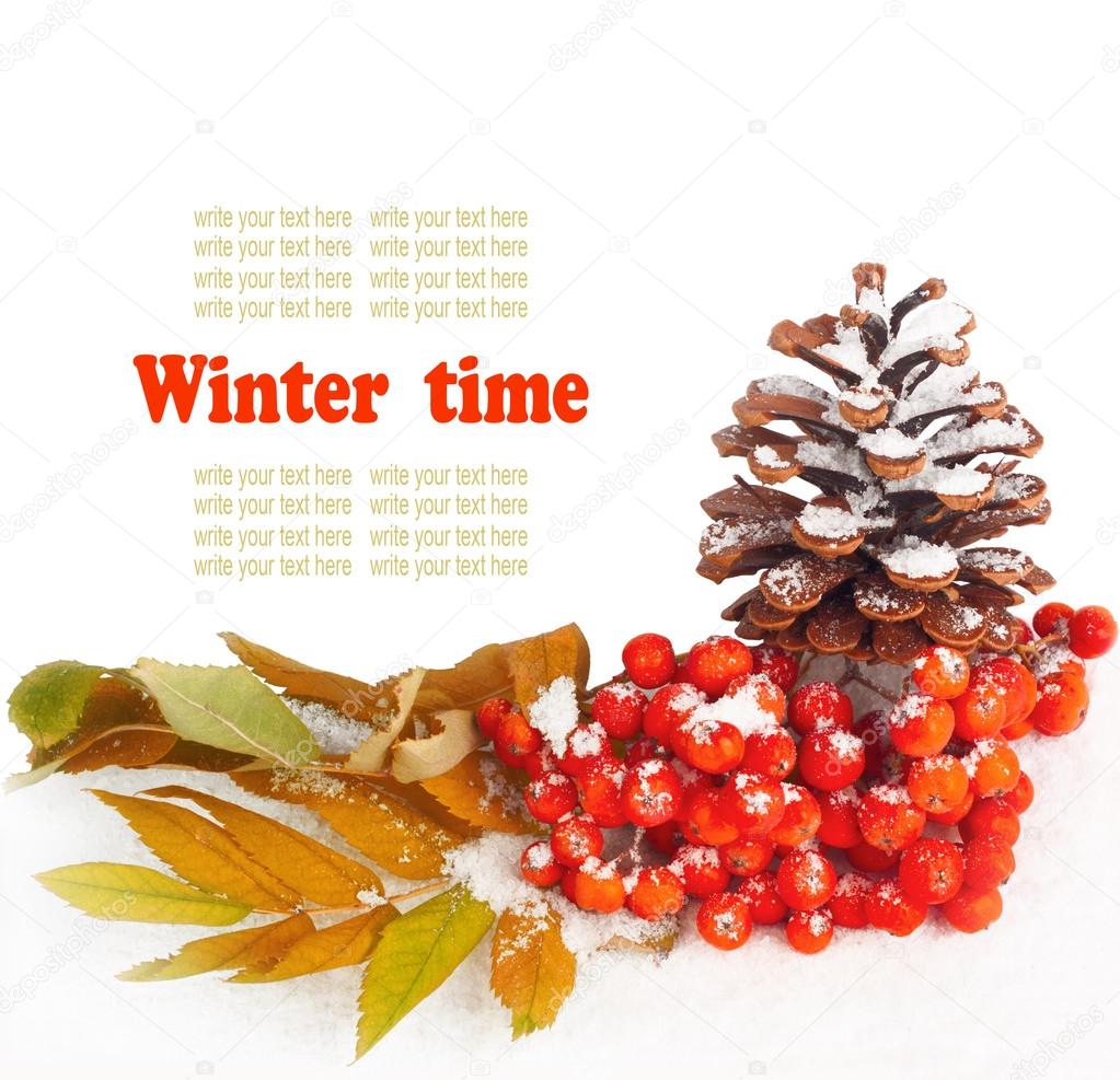 A twig of mountain ash and cone on snow background