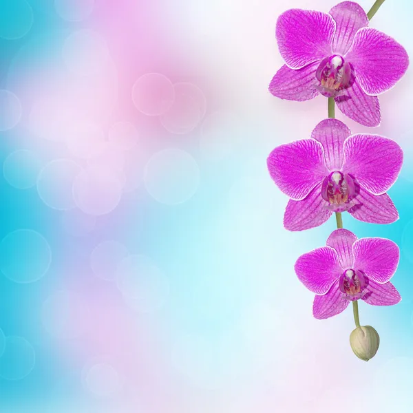 Schöner rosa Orchideenzweig auf abstraktem Hintergrund eines Feinkostgeschäfts — Stockfoto