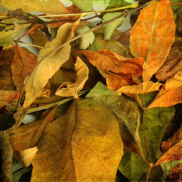 美丽背景的堕落秋季叶片设计 — 图库照片