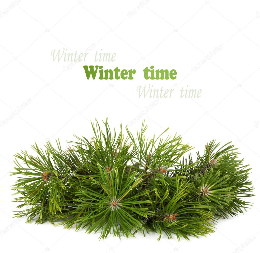 Christmas pine tree branch isolated on a white background