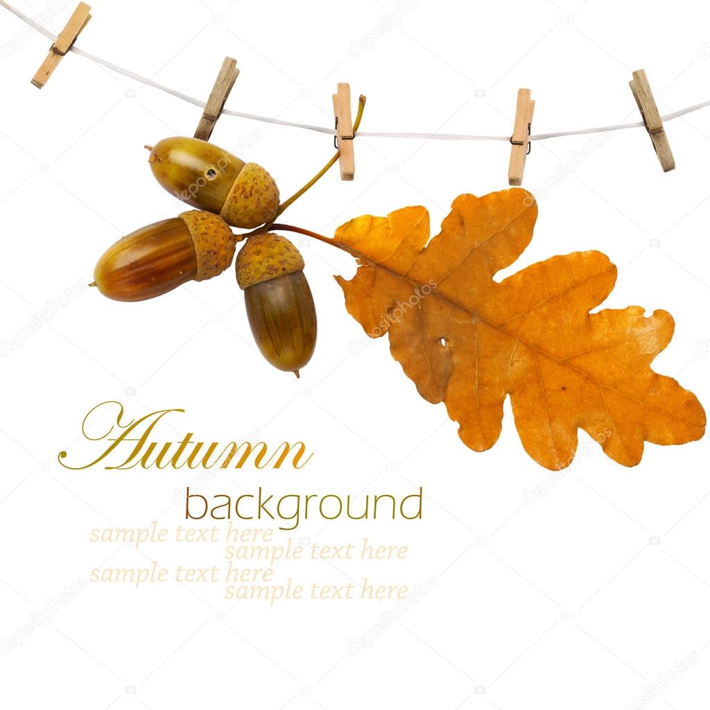 Oak branch with acorns hanging on clothesline isolated on white