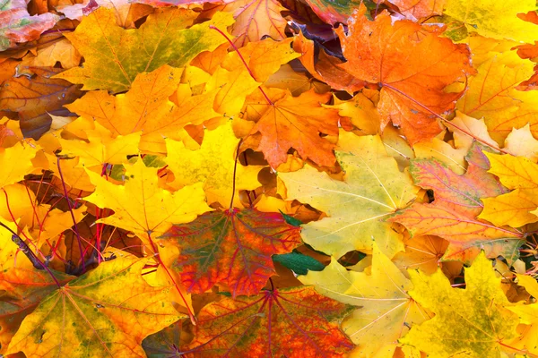 Heldere en kleurrijke achtergrond van gevallen herfst bladeren — Stockfoto