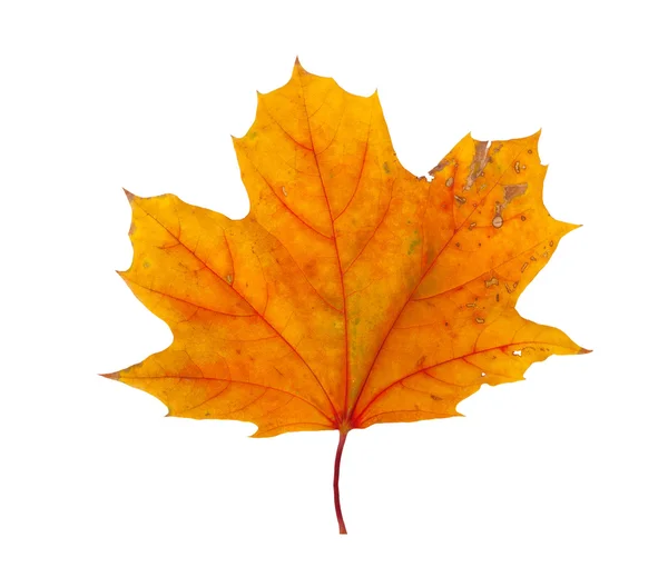 A bright orange maple leaf on a white background isolated — Stock Photo, Image