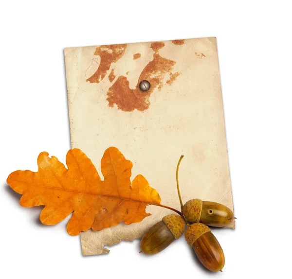 Oud grunge papier met herfst eiken bladeren en eikels op de witte — Stockfoto