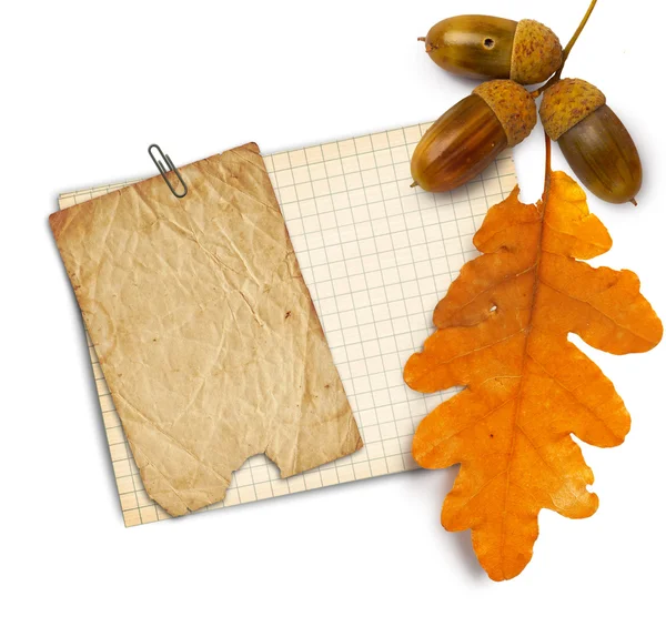 Old grunge paper with autumn oak leaves and acorns on the white — Stock Photo, Image