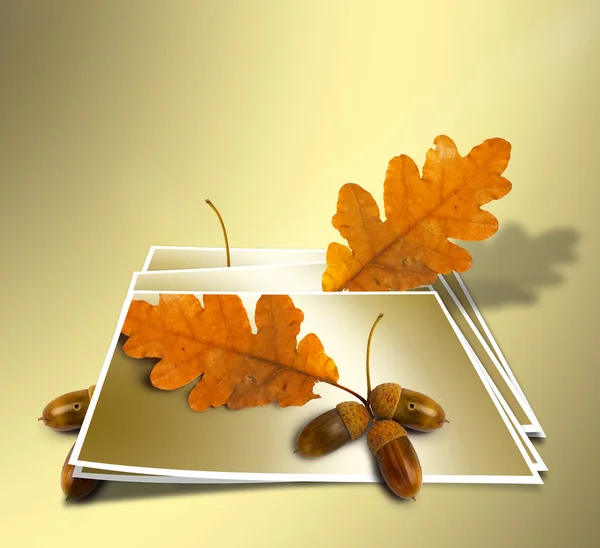 Akmak altın arka plan üzerinde meşe palamudu ile sonbahar meşe dalı. Conce — Stok fotoğraf