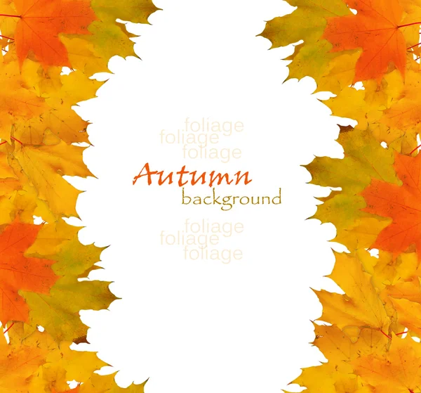 Höstens lönn gren med blad isolerad på en vit bakgrund — Stockfoto
