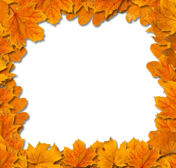 Bright autumn leaves on a white background isolated — Stock Photo, Image