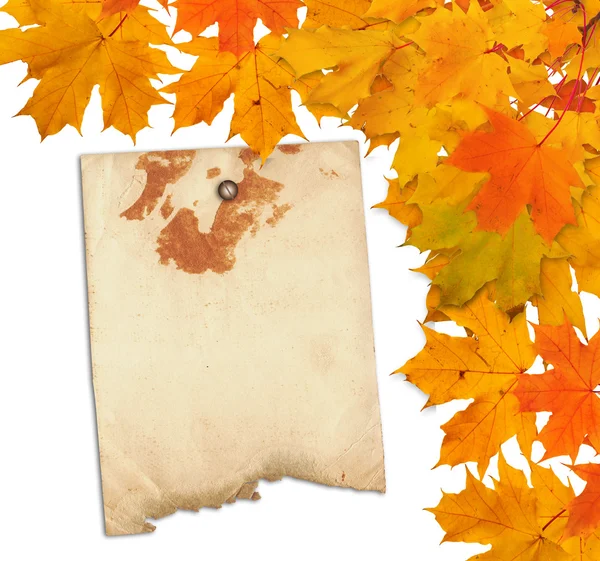 Old grunge paper with autumn maple branch leaves on the white b — Stock Photo, Image