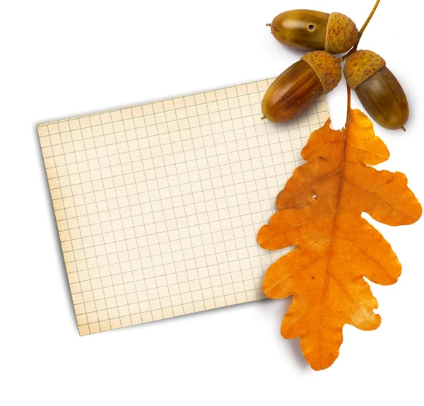 Old grunge paper with autumn oak leaves and acorns on the white — Stock Photo, Image