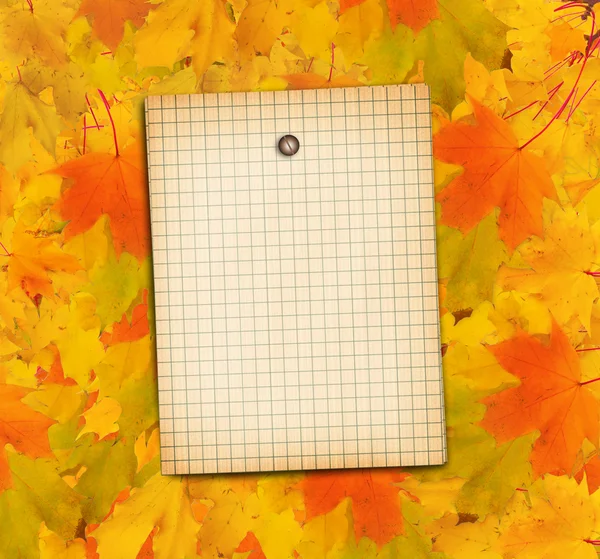 Старая гранж-бумага с листьями осенних кленовых ветвей — стоковое фото