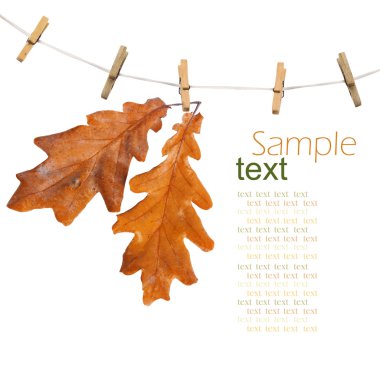 Oak branch hanging on clothesline isolated on white background