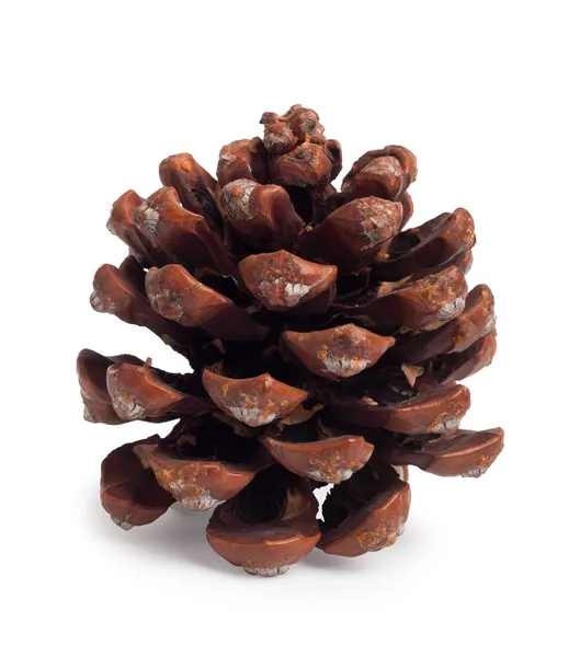 Pinecone marrom velho isolado em um fundo branco — Fotografia de Stock