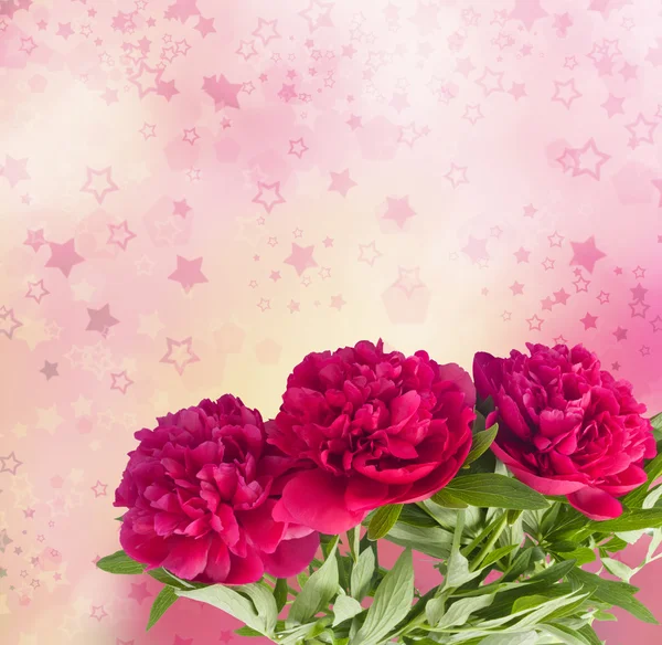 Krásnou kytici růžových pivoněk na pozadí abstraktní — Stock fotografie