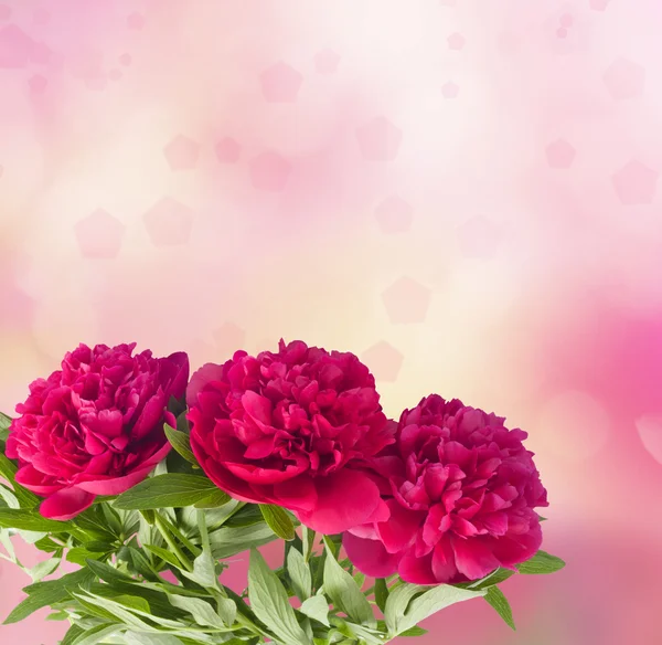 Beautiful bouquet of pink peonies on the abstract background — Stock Photo, Image