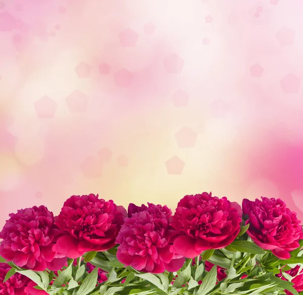Schöner Strauß rosa Pfingstrosen auf dem abstrakten Hintergrund — Stockfoto