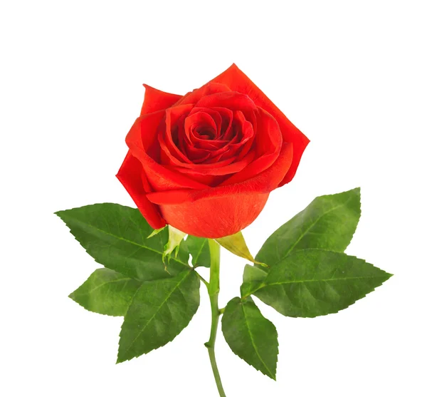 Красная роза с зелеными листьями — стоковое фото