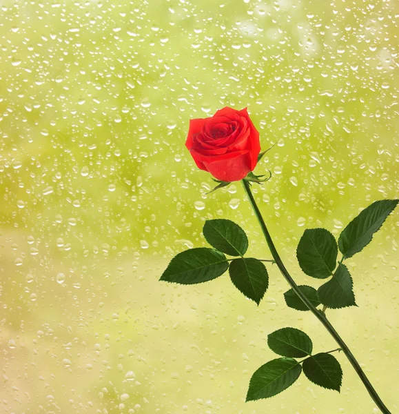 Roses rouges sur la fenêtre avec des gouttes de pluie — Photo