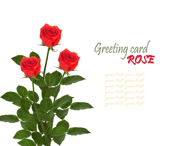 Vörös rózsa zöld levelekkel — Stock Fotó