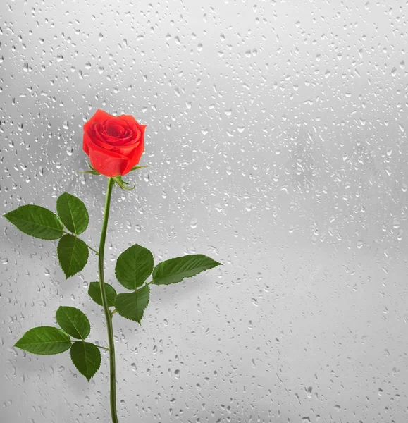 Rosas rojas en la ventana con gotas de lluvia — Foto de Stock