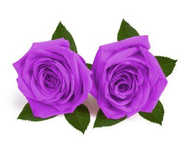 bir kaç hediye güller Sevgililer günü