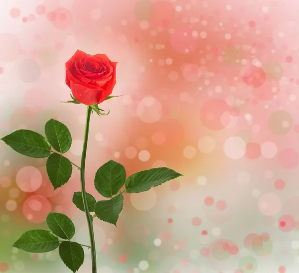Kytice červených růží se zelenými listy — Stock fotografie