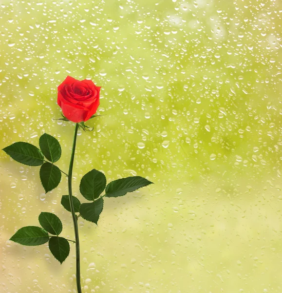 Red rose on the background of a window with raindrop — Stock Photo, Image