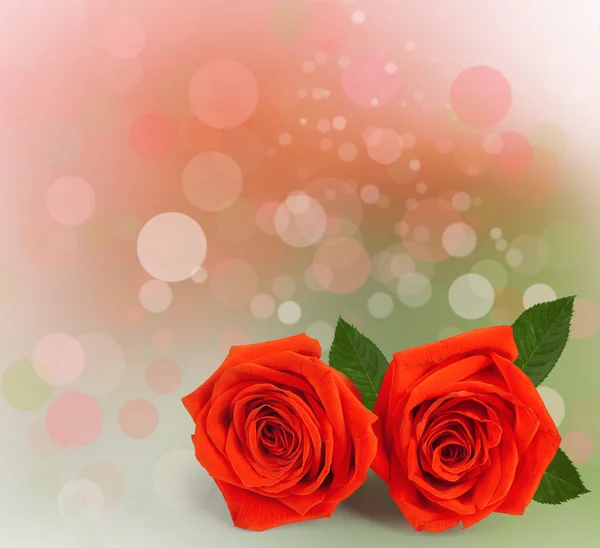 Due rose rosse con foglie verdi — Foto Stock