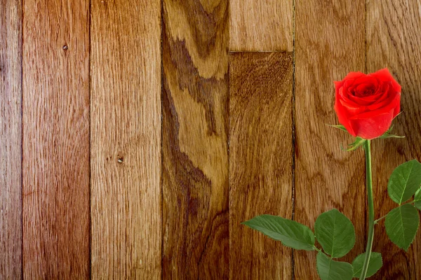 Rosa roja con hojas verdes —  Fotos de Stock