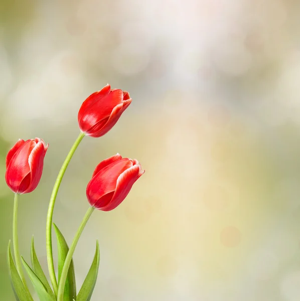 Bouquet di tulipani rossi con foglie verdi — Foto Stock