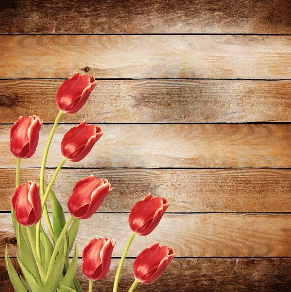 Tulips with green leaves — Stock Photo, Image